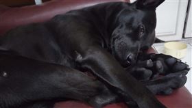 土狗,關係,討好,餵食,PTT　圖／翻攝自PTT　