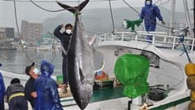 宜蘭第一鮪上岸　25日拍賣宜蘭蘇澳籍漁船「全昌隆168號」22日捕獲一尾巨大黑鮪魚，船隻23日進港後經秤重為200公斤，經鑑定後符合「宜蘭第一鮪」標準，將於25日公開拍賣。中央社記者沈如峰宜蘭攝　109年4月23日