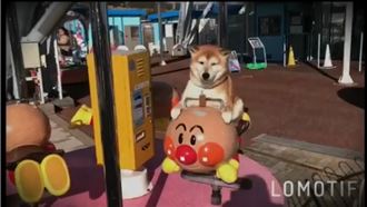 史上最面癱柴犬　坐搖搖車面無表情