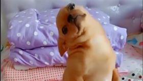 吉娃娃因為「吉娃娃之歌」瞬間爆紅，個性沒大沒小、自以為是大型犬整天吠吠叫的吉娃娃，卻也在近期變成熱潮，不少梗圖也利用他厭世的臉來做圖。