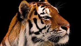 -老虎-（圖／pixabay）