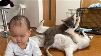 淡定嬰低頭玩飲料　2汪超猙獰打起來