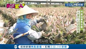 我們一家人,屏東,鳳梨園,新住民,越南