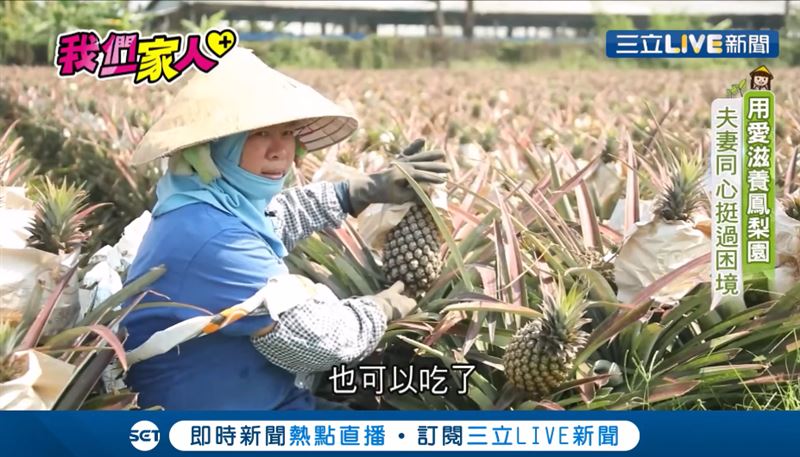 用愛照料鳳梨　新住民與夫挺過困境