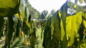 金門海帶養殖產業有成　30日水試所販