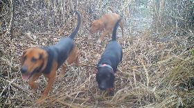 防侵擾石虎棲地釀路殺　苗140縣道公