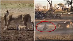 落單母獅遇鬣狗圍攻…為護幼獅大開殺戒！驚險奮戰畫面曝光（圖／翻攝自latestsightings.com）
