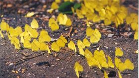 蝴蝶。（圖／翻攝自茂林國家風景區）