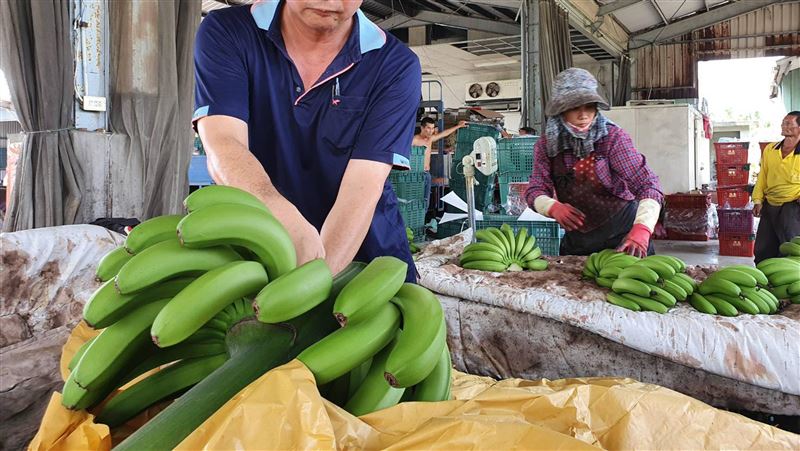 疫情拉升訂單　看見台蕉外銷前景