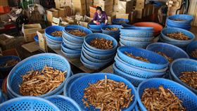 南投縣名間鄉　國內老薑最大集散地南投縣名間鄉是國內嫩薑最大產地，也是老薑最大集散地，盤商購入後經清洗、分級、包裝，再往下游出貨。中央社記者蕭博陽南投縣攝　109年4月25日