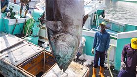 屏東第一鮪認證過關　將於20日拍賣屏東黑鮪魚文化觀光季來了，東港區漁會17日對「屏東第一鮪」（圖）進行驗證作業，確認符合「屏東第一鮪」標準，將於20日在東港魚市場拍賣。（翻攝自屏東縣長潘孟安臉書）中央社記者程啟峰傳真  108年4月17日