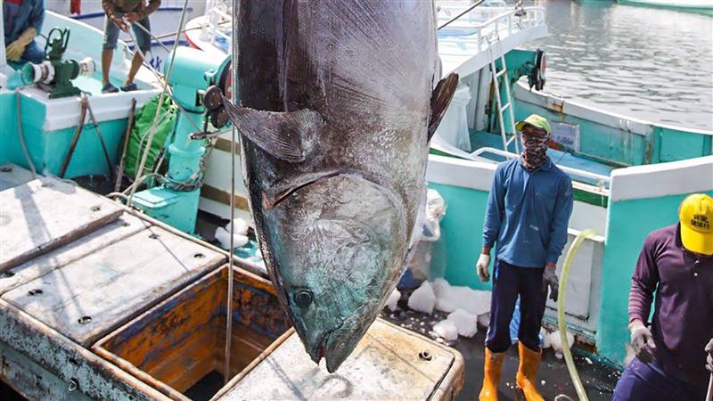 漁業外銷急凍　鮪魚首度列補助