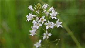 消失122年　澤珍珠菜暖暖現蹤跡已在「台灣維管束植物紅皮書目錄」列為台灣已滅絕物種的「澤珍珠菜」，相隔122年後，民眾蘇惠昭近期在暖暖區一處濕潤草生地發現它的蹤跡。（蘇惠昭提供）中央社記者王朝鈺傳真　109年4月25日