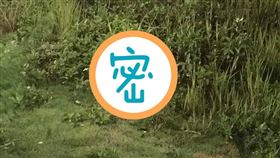 草叢裡有「眼睛」狂眨！他急走近救援　一見真相氣死（圖／翻攝自爆怨公社）
