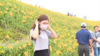 五一連假拉警報！賞金針花忘社交距離