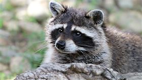 浣熊（圖／翻攝自Pixabay）