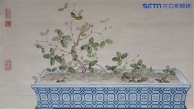 含羞草（邱建一提供）