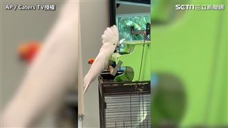 巴丹鸚鵡秀超強琴技　網：鳥界貝多芬