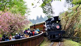 阿里山林鐵花季影像徵集行銷阿里山林業鐵路及文化資產管理處辦理「2020林鐵花季主題列車」影像徵集活動，入選作品將運用及設計開發各式商品。圖為「SL-31蒸汽火車」，吸引遊客搶拍。（阿里山林鐵及文資處提供）中央社記者黃國芳傳真　109年4月27日