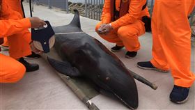 大甲岸邊發現死亡瓜頭鯨　專家帶回釐清死因海巡署27日在台中大甲岸際邊，發現一隻死亡鯨豚，經專家確認為瓜頭鯨，後續將由中華鯨豚協會帶回國立自然科學博物館做進一步檢查，以釐清死亡原因。（海巡署中部分署第三岸巡隊提供）中央社記者蘇木春傳真　109年4月27日
