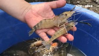 泰國蝦滯銷「越養越肥」　業者好苦惱
