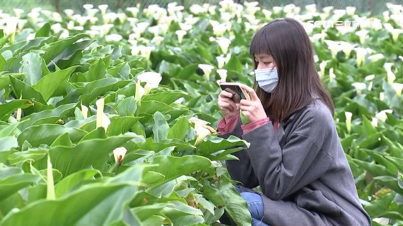 人潮示警海芋園人多　業者哀怨：不準