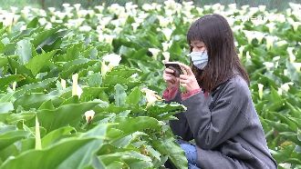 人潮示警海芋園人多　業者哀怨：不準