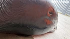 瓜頭鯨魂斷台中海岸／翻攝畫面