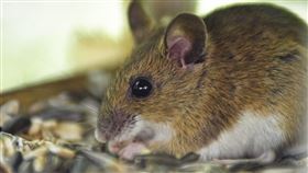 板橋,動保法,虐待,老鼠,鴿子,活體（圖／翻攝自pixabay）