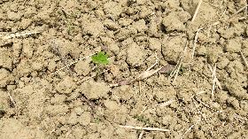空梅雨水不足　台東池上鄉轉作黃豆普遍