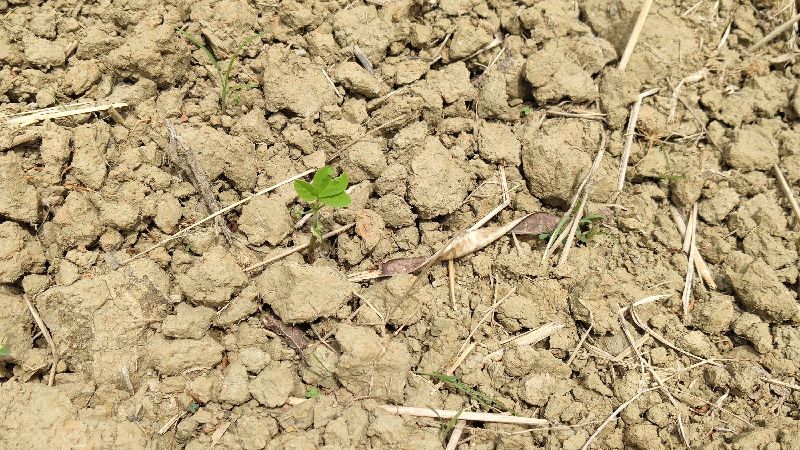 台東空梅黃豆長不出　農糧署派人調查