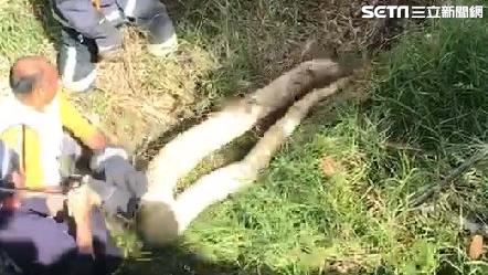 草叢飄腐臭味⋯3男拉出3公尺黃金蟒
