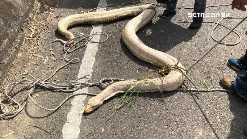 遇見死亡黃金蟒　一拉嚇壞…牠頭動了