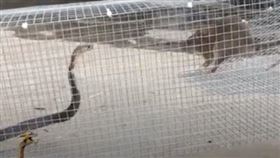 老鼠大戰眼鏡蛇　結果超意外（圖／翻攝自YouTube）