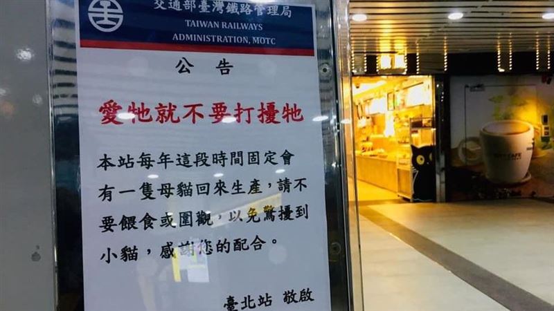 北車母貓生小貓　台鐵告示暖哭網