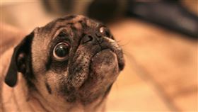 巴哥
https://www.flickr.com/photos/74620329@N03/6724682087/in/photolist-bfeKGB-3o1FY-GaKom-xKyPjJ-dRSGQk-ypYB2N-qj9Jf-Eyamdk-dRSGM8-dRSGHD-GgK8Q-dRDLfH-8uCWxK-9wjFE-bVbia-bkd1Ro-4Gf3rW-6skT5j-bANgvA-hVs