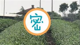 兩蛇打架　激戰（圖／翻攝畫面）