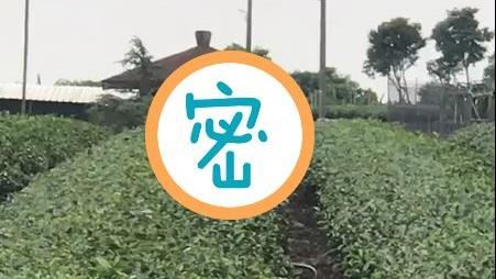 樹叢交纏忘我激戰　只為引「她」青睞