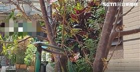 台中夫殺妻自殘　2稚兒同在屋內目睹（圖／翻攝畫面）