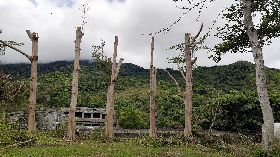 台東海端驚見斷頭樹　如電桿直立