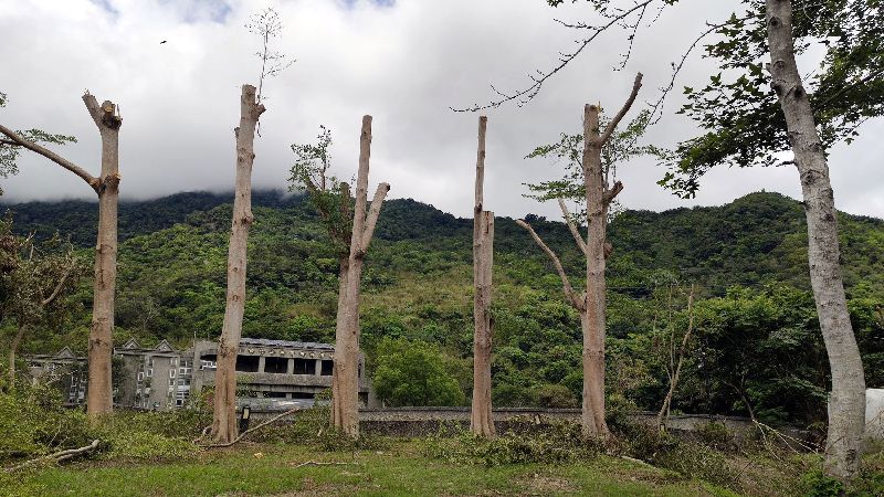 台東樹木遭斷頭　鄉公所：看不到星星