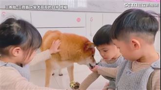 三胞胎爭餵食毛孩　牠吃飽秒逃走萌翻