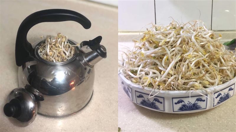 「茶壺」種白胖豆芽菜　曝1成功關鍵