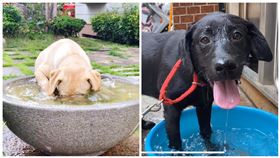 海關,緝毒犬,狗狗,武漢肺炎,洗手（圖／翻攝自海關緝毒犬臉書）