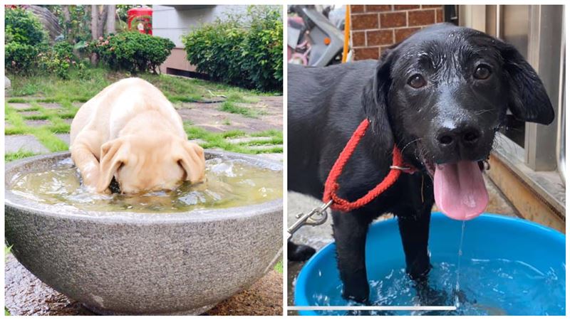 海關緝毒犬籲防疫　超呆舉動萌翻網