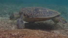 迎綠蠵龜產卵期　小琉球保護區將宵禁半年由於時序進入綠蠵龜上岸產卵季節，屏東縣離島小琉球將從5月1日起到10月31日止，於中澳沙灘及潮間帶實施夜間宵禁，禁止民眾進入。（大鵬灣國家風景區管理處提供）中央社記者郭芷瑄傳真　109年4月29日