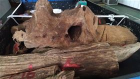 山區林木遭盜　新竹警檢逮山老鼠新竹縣黃姓男子等人組山老鼠盜伐集團，專挑珍貴林木下手，警方日前循線將人逮捕，新竹檢方29日向新竹地方法院聲請羈押獲准，全案持續擴大偵辦中。（翻攝畫面）中央社記者郭宣(文三)新竹傳真　109年4月29日