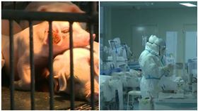 非洲豬瘟+武漢肺炎！兩波中國攻擊　台灣成功擋住原因曝光，組合圖／資料照