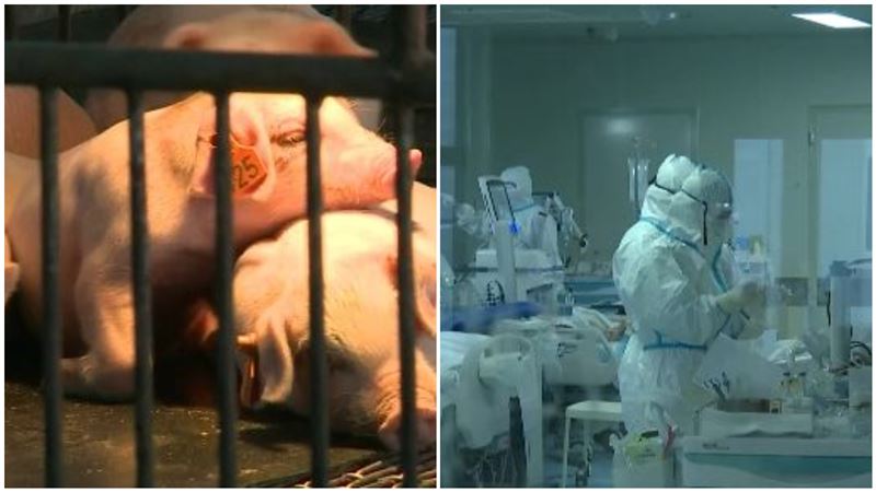 豬瘟+肺炎…台灣都擋住！原因曝光了