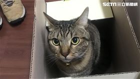 貓咪,命名,咪,名字,稱呼,PTT